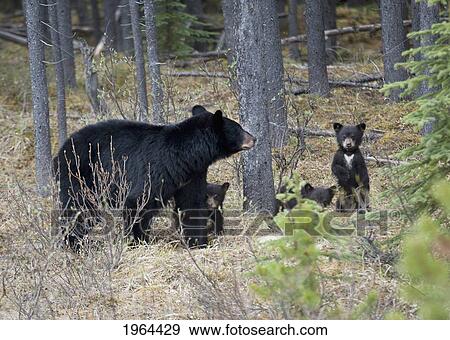 a black bear (ursus americanus) with 3 cubs walking through the forest in jasper national park; alberta, canada View Large Photo Image Stock Photo - a black bear (ursus americanus) with 3 cubs walking through the forest in jasper national park; alberta, canada. Fotosearch