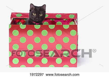 a black cat in a red and green polka dot gift box; st. albert alberta canada View Large Photo Image Stock Photo - a black cat in a red and green polka dot gift box; st. albert alberta canada. Fotosearch