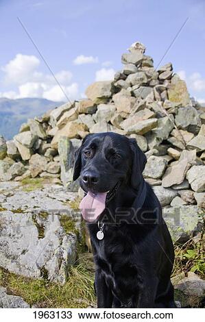 Stock Image - a black labrador retriever sits and pants beside a mountain cairn; lake district, north west, england. Fotosearch