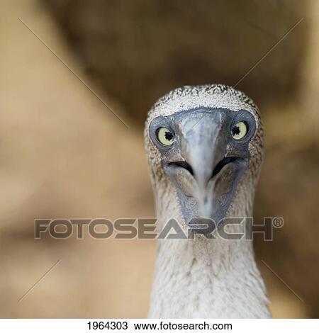 a blue-footed booby staring; galapagos, equador View Large Photo Image Stock Image - a blue-footed booby staring; galapagos, equador. Fotosearch