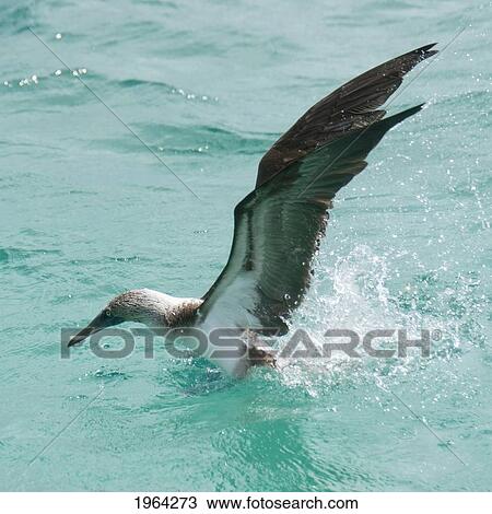 a blue-footed booby (sula nebouxii) landing on the water; galapagos, equador View Large Photo Image Stock Image - a blue-footed booby (sula nebouxii) landing on the water; galapagos, equador. Fotosearch