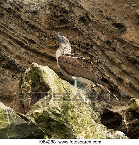 Stock Photo - a blue-footed booby (sula nebouxii); galapagos, equador. Fotosearch