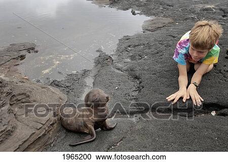 a boy kneels on the beach watching a sea lion beside him; galapagos equador View Large Photo Image Stock Image - a boy kneels on the beach watching a sea lion beside him; galapagos equador. Fotosearch
