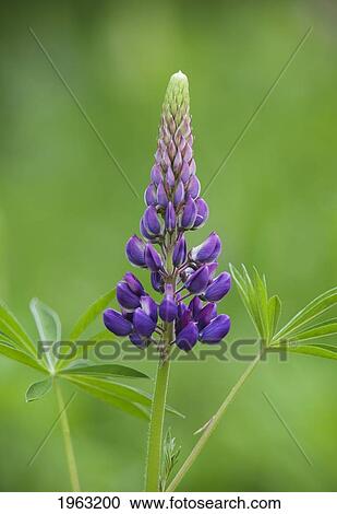 a budding lupine; thunder bay, ontario, canada View Large Photo Image Stock Image - a budding lupine; thunder bay, ontario, canada. Fotosearch