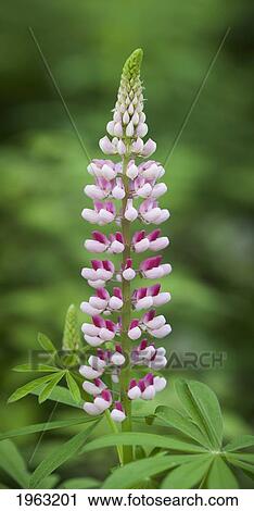 Stock Image - a budding lupine; thunder bay, ontario, canada. Fotosearch