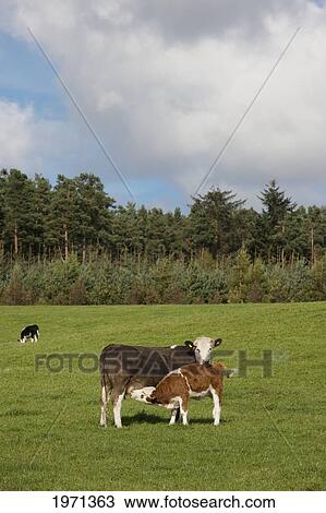 Stock Image - a calf drinking milk from it's mother; northumberland england. Fotosearch