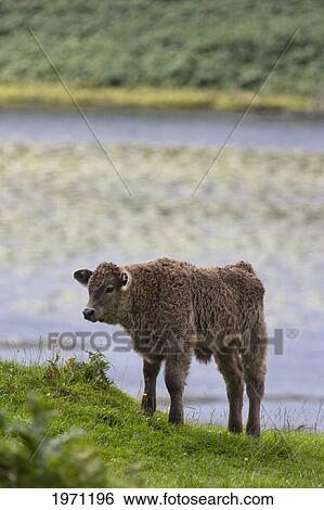a calf standing by the water's edge; ardnamurchan argyl scotland View Large Photo Image Stock Photograph - a calf standing by the water's edge; ardnamurchan argyl scotland. Fotosearch