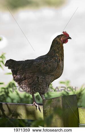 Stock Photo - a chicken (gallus gallus domesticus) stands on top of a fence; northumberland england. Fotosearch