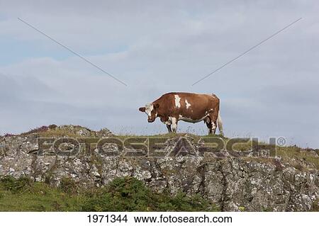 a cow grazes at the top of a hill; ardnamurchan argyl scotland View Large Photo Image Picture - a cow grazes at the top of a hill; ardnamurchan argyl scotland. Fotosearch