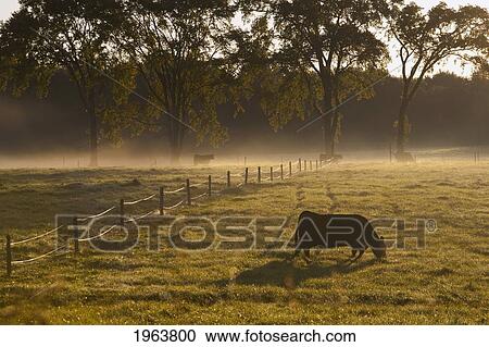 a cow grazing in a field in the early morning light; ville de lac brome, quebec, canada View Large Photo Image Stock Image - a cow grazing in a field in the early morning light; ville de lac brome, quebec, canada. Fotosearch