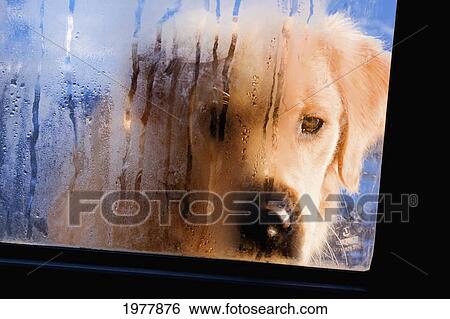 a dog looking through a foggy window; edmonton alberta canada View Large Photo Image Stock Photograph - a dog looking through a foggy window; edmonton alberta canada. Fotosearch
