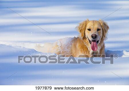 a dog playing in the deep snow; spruce grove alberta canada View Large Photo Image Stock Photo - a dog playing in the deep snow; spruce grove alberta canada. Fotosearch