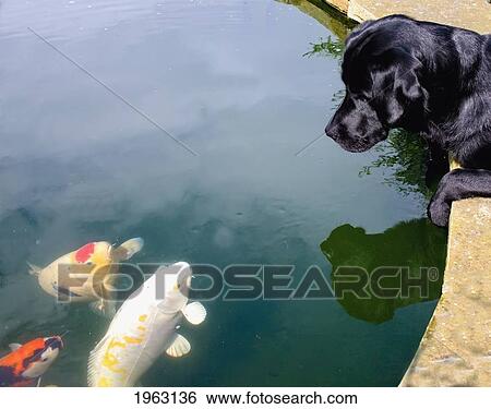 Stock Photograph - a dog watching fish in a pond; newbrough, northumberland, england. Fotosearch