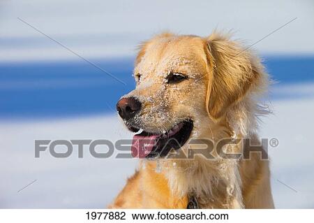Stock Image - a dog with snow on it's face; edmonton alberta canada. Fotosearch