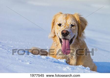 a dog's face covered in snow as it walks through deep snow; spruce grove alberta canada View Large Photo Image Stock Photography - a dog's face covered in snow as it walks through deep snow; spruce grove alberta canada. Fotosearch