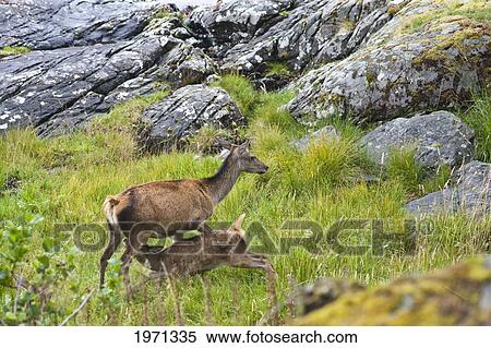 a fawn drinking milk from it's mother; ardnamurchan argyl scotland View Large Photo Image Stock Photography - a fawn drinking milk from it's mother; ardnamurchan argyl scotland. Fotosearch