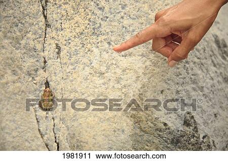 a finger points at a painted frog sitting on a rock at sierra la laguna biosphere reserve near los cabos area; baja california sur mexico View Large Photo Image Stock Image - a finger points at a painted frog sitting on a rock at sierra la laguna biosphere reserve near los cabos area; baja california sur mexico. Fotosearch