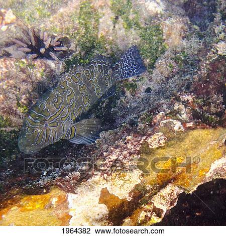 a fish swimming beside marine organisms; galapagos, equador View Large Photo Image Stock Image - a fish swimming beside marine organisms; galapagos, equador. Fotosearch