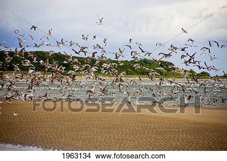 a flock of birds takes flight over a beach; alnmouth, northumberland, england View Large Photo Image Picture - a flock of birds takes flight over a beach; alnmouth, northumberland, england. Fotosearch