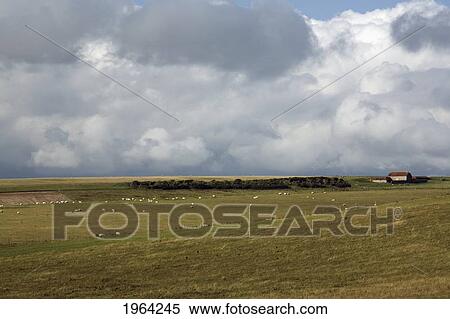 a flock of sheep grazing in a pasture; south downs, sussex, england View Large Photo Image Stock Photography - a flock of sheep grazing in a pasture; south downs, sussex, england. Fotosearch