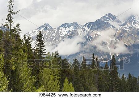 a forest and the rocky mountains; jasper, alberta, canada View Large Photo Image Stock Photography - a forest and the rocky mountains; jasper, alberta, canada. Fotosearch