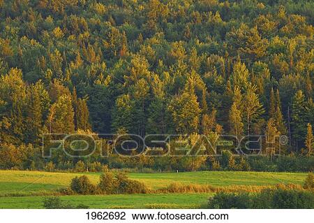 a forest in autumn at sunset; iron hill, quebec, canada View Large Photo Image Stock Image - a forest in autumn at sunset; iron hill, quebec, canada. Fotosearch