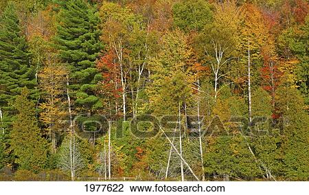 a forest in autumn colours; knowltons landing quebec canada View Large Photo Image Stock Image - a forest in autumn colours; knowltons landing quebec canada. Fotosearch