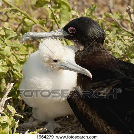 Stock Photo - a frigatebird (fregatidae) and her chick; galapagos, equador. Fotosearch