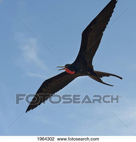 Stock Image - a frigatebird in flight; galapagos, equador. Fotosearch