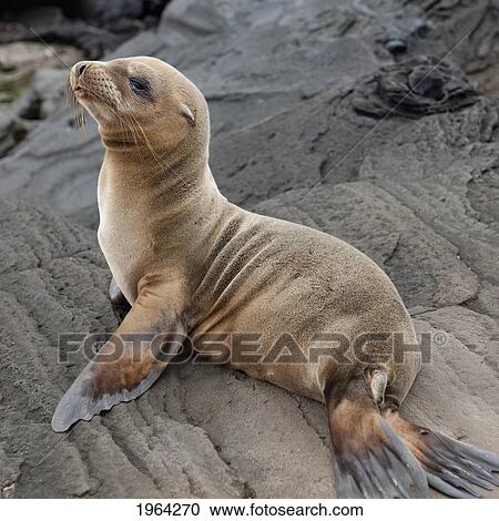 a fur seal (otariidae) sitting on a rock; galapagos, equador View Large Photo Image Stock Image - a fur seal (otariidae) sitting on a rock; galapagos, equador. Fotosearch