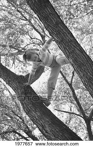 Stock Photo - a girl climbs a tree; edmonton alberta canada. Fotosearch
