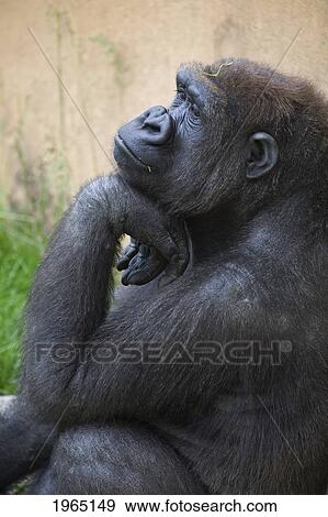 a gorilla sits in a thinking position with chin resting on the top of it's hand; calgary alberta canada View Large Photo Image Stock Photo - a gorilla sits in a thinking position with chin resting on the top of it's hand; calgary alberta canada. Fotosearch