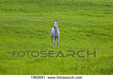 a grey horse in a field; iron hill, quebec, canada View Large Photo Image Stock Image - a grey horse in a field; iron hill, quebec, canada. Fotosearch