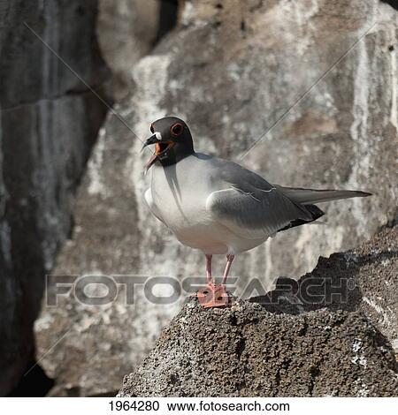 a gull standing on a rock; galapagos, equador View Large Photo Image Stock Image - a gull standing on a rock; galapagos, equador. Fotosearch