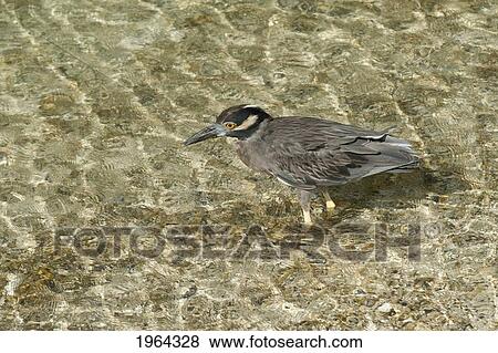 a heron (ardeidae) wading in the shallow water of darwin bay; galapagos, equador View Large Photo Image Stock Photo - a heron (ardeidae) wading in the shallow water of darwin bay; galapagos, equador. Fotosearch