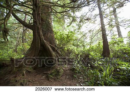 Stock Photo - A hollow old growth giant redwood tree along the path to South Beach in Pacific Rim National Park near Tofino; British Columbia, Canada. Fotosearch