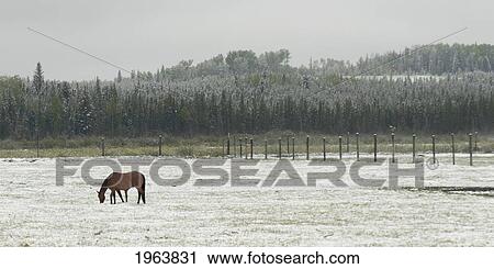 a horse grazing on a frost covered field; alberta, canada View Large Photo Image Stock Image - a horse grazing on a frost covered field; alberta, canada. Fotosearch