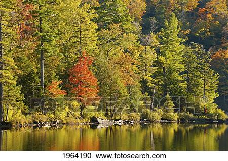 Stock Image - a lake and autumn colours in the late afternoon light; ville de lac brome, quebec, canada. Fotosearch