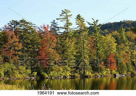 a lake and autumn colours in the late afternoon light; ville de lac brome, quebec, canada View Large Photo Image Stock Image - a lake and autumn colours in the late afternoon light; ville de lac brome, quebec, canada. Fotosearch