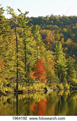 a lake and autumn colours in the late afternoon light; ville de lac brome, quebec, canada View Large Photo Image Stock Image - a lake and autumn colours in the late afternoon light; ville de lac brome, quebec, canada. Fotosearch