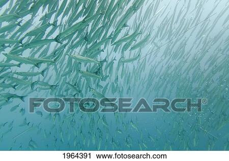 Stock Image - a large group of pacific barracuda (sphryaena argentea) in the pacific ocean; galapagos, equador. Fotosearch