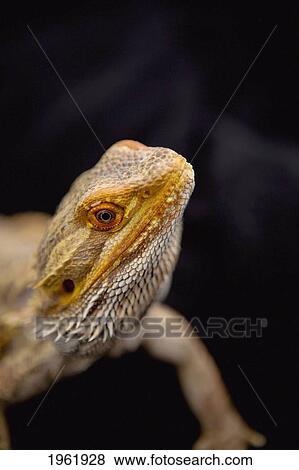 a lizard (lacertilia); edmonton, alberta, canada View Large Photo Image Stock Photo - a lizard (lacertilia); edmonton, alberta, canada. Fotosearch
