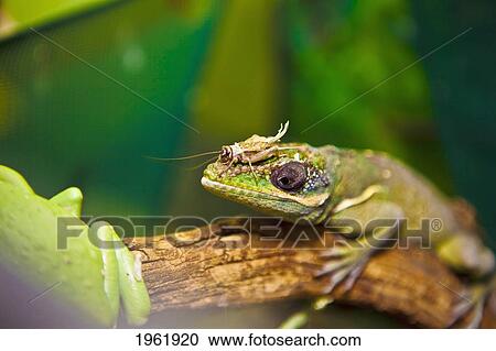 a lizard on a branch with a grasshopper on it's nose; edmonton, alberta, canada View Large Photo Image Stock Image - a lizard on a branch with a grasshopper on it's nose; edmonton, alberta, canada. Fotosearch