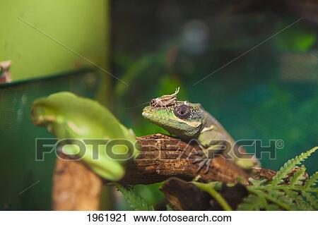 a lizard on a branch with a grasshopper on it's nose; edmonton, alberta, canada View Large Photo Image Stock Image - a lizard on a branch with a grasshopper on it's nose; edmonton, alberta, canada. Fotosearch