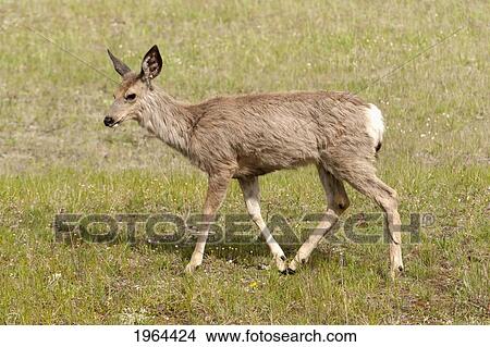a lone deer (cervidae) in a field; jasper, alberta, canada View Large Photo Image Picture - a lone deer (cervidae) in a field; jasper, alberta, canada. Fotosearch