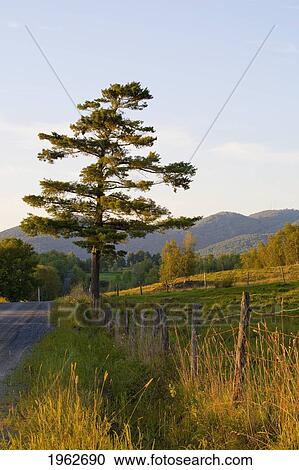 a lone pine tree along a road; iron hill, quebec, canada View Large Photo Image Stock Image - a lone pine tree along a road; iron hill, quebec, canada. Fotosearch