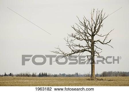 Stock Image - a lone tree in a field; winnipeg, manitoba, canada. Fotosearch