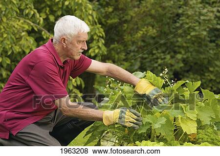 a man gardening; naas, county kildare, ireland View Large Photo Image Stock Photo - a man gardening; naas, county kildare, ireland. Fotosearch