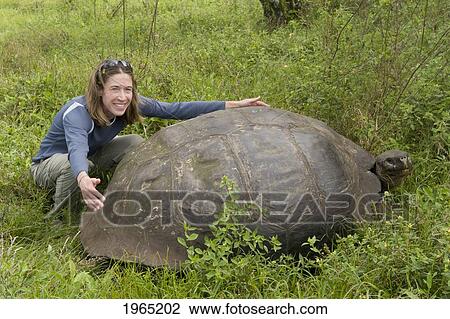 Stock Image - a man holds out his arms to span the width of a tortoise shell; galapagos equador. Fotosearch