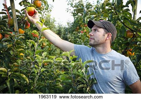 a man picks an apple from a tree; nooksack, washington, united states of america View Large Photo Image Stock Photo - a man picks an apple from a tree; nooksack, washington, united states of america. Fotosearch
